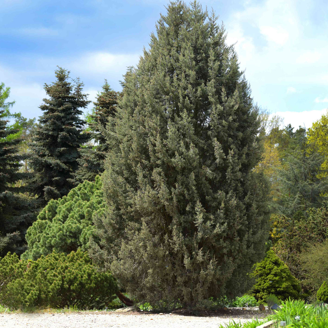 Silver Smoke Arizona Cypress Multipack/Liners