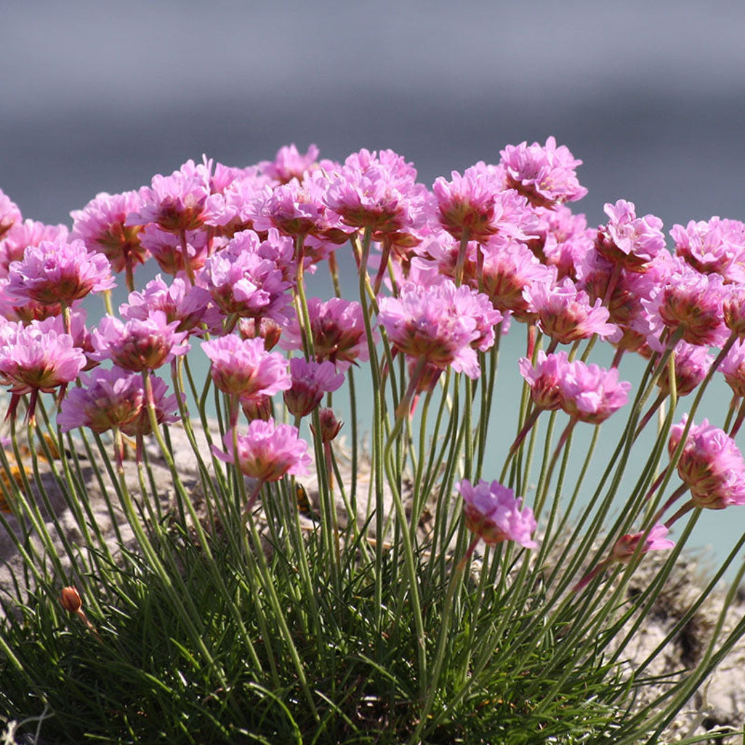 Armeria maritima &