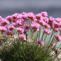 Armeria maritima 'Victor Reiter' Sea Thrift - [EG]