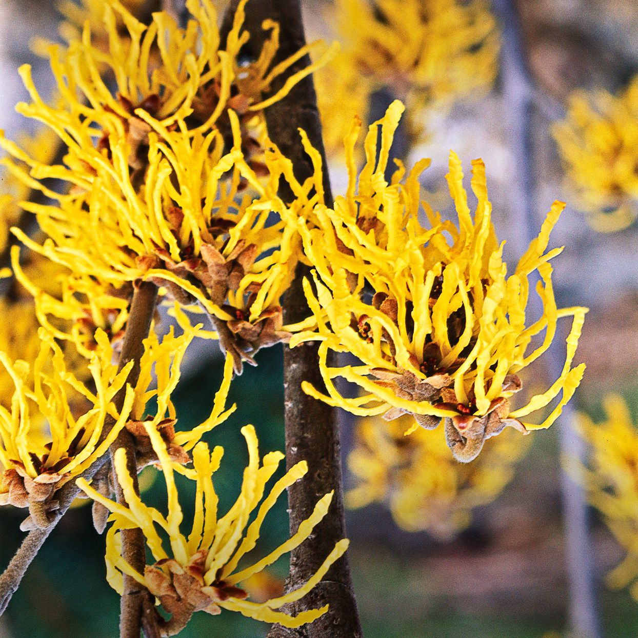 Witch Hazel Native Shrub