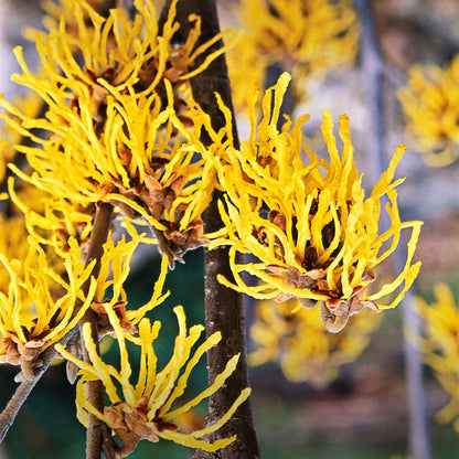 Witch Hazel Native Shrub