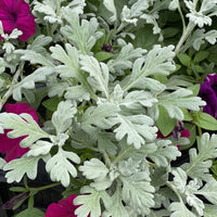Artemisia 'Silver Bullet' PW® - [EG]