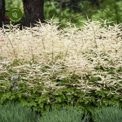 Aruncus Chantilly Lace Goatsbeard - [EG]
