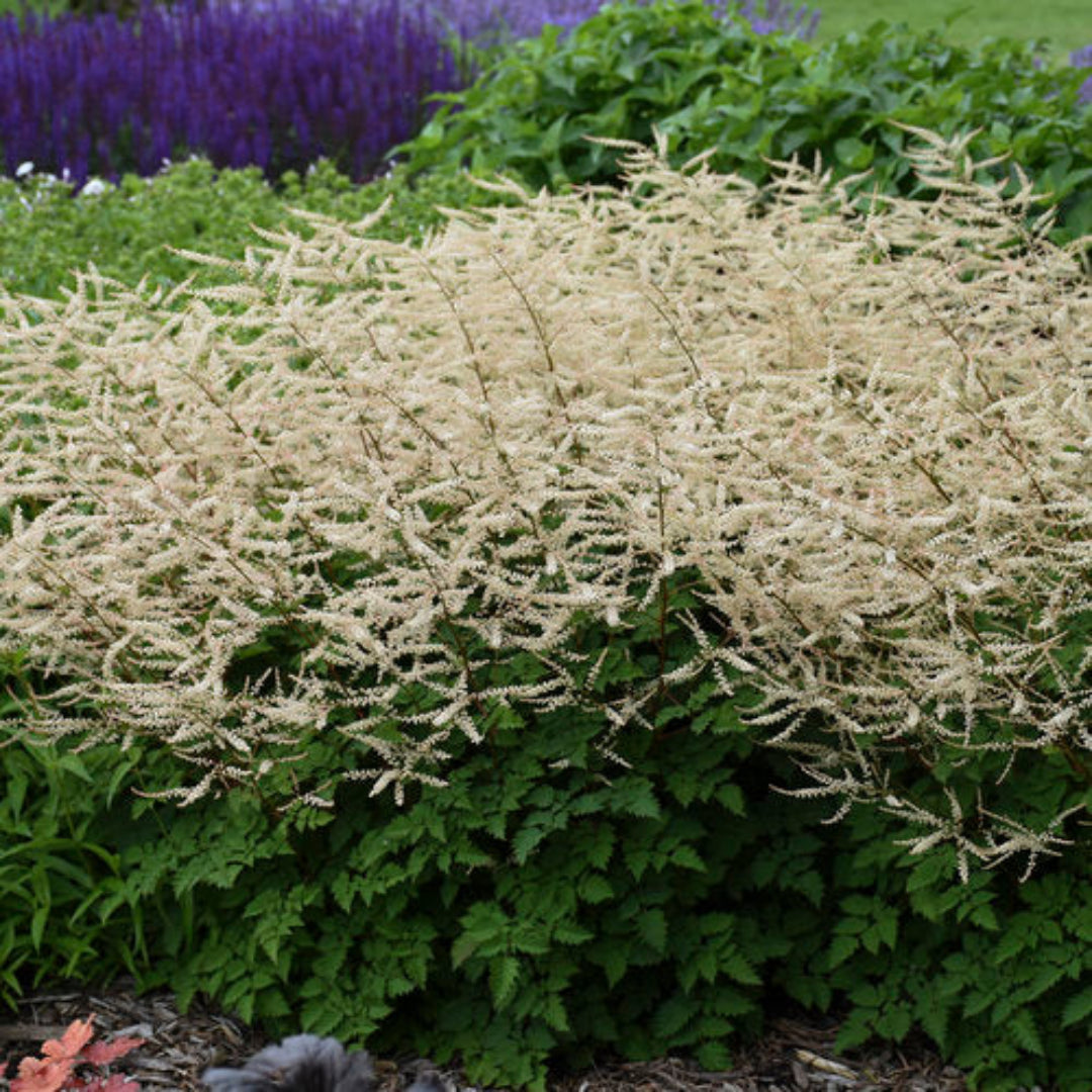 Aruncus Chantilly Lace Goatsbeard - [EG]