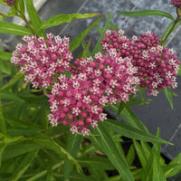 Asclepias incarnata 'Cinderella' Swamp Milkweed - [EG]