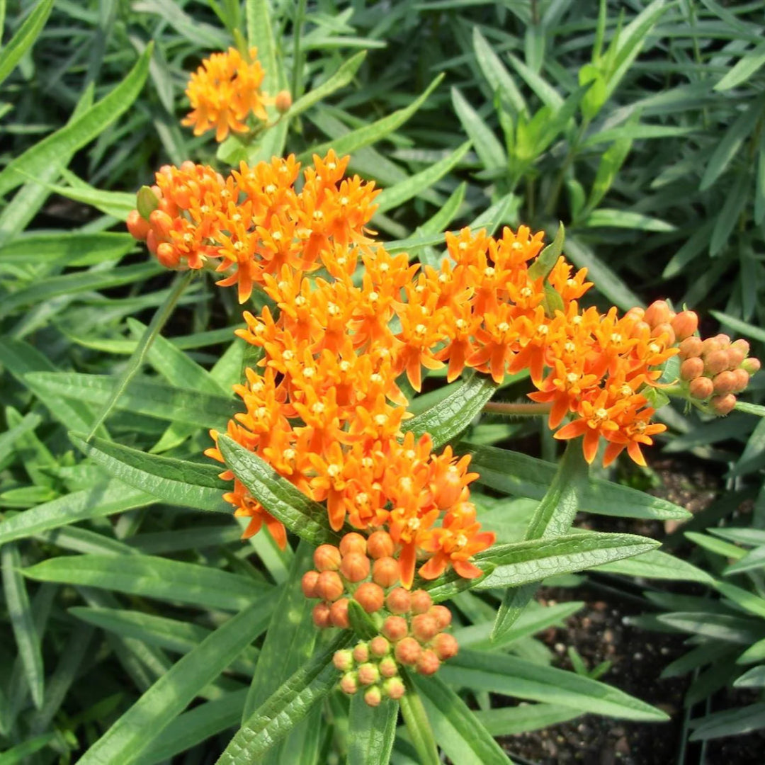 Asclepias Tuberosa Butterfly Weed - [EG]