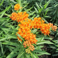 Butterfly Weed (Asclepias tuberosa) plant with vivid orange flower heads and lance-shaped leaves