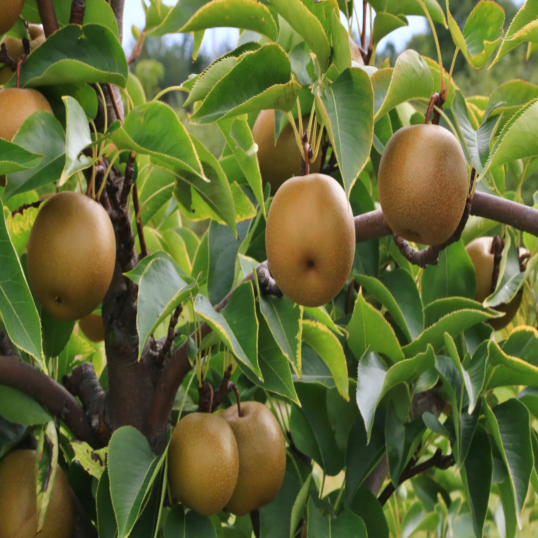 Orient Pear Tree