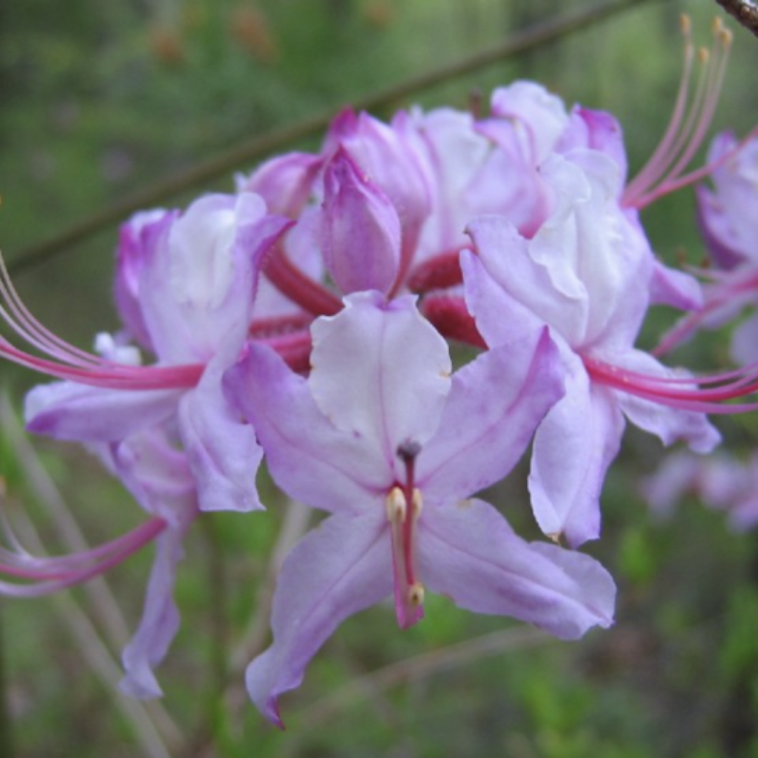 Spring Sensation Native Azalea