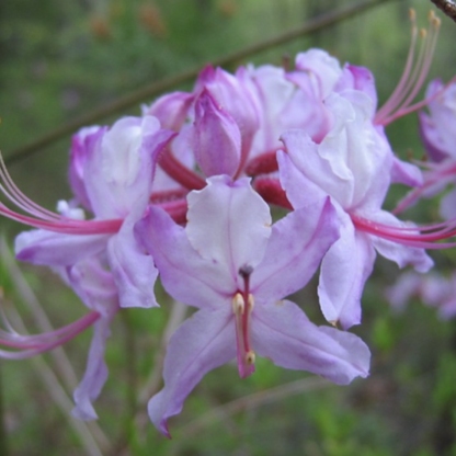 Spring Sensation Native Azalea