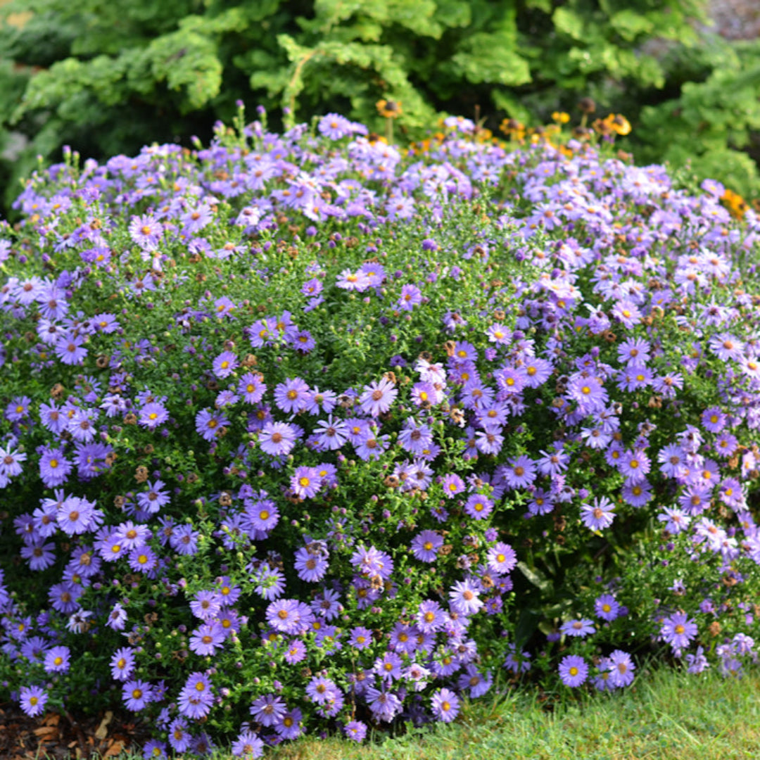 lavender aster flower Buy KICKIN® Lavender Aster Plant Online