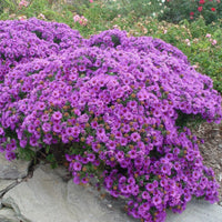 Close-up of Aster ‘Purple Dome’ showing deep purple blooms with yellow centres