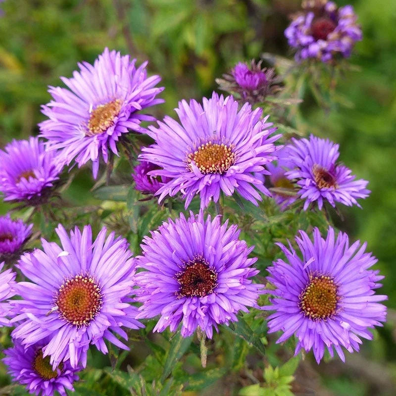 Macro view of Aster ‘Purple Dome’ flower head highlighting petal and centre detail