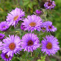 Macro view of Aster ‘Purple Dome’ flower head highlighting petal and centre detail