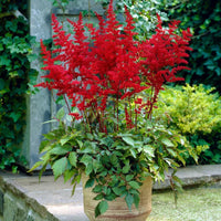 Astilbe Red Fanal in nursery pot