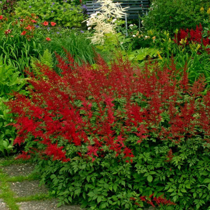 Astilbe Arendsii &