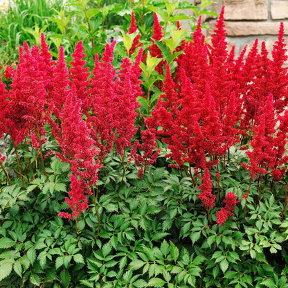 Montgomery Astilbe