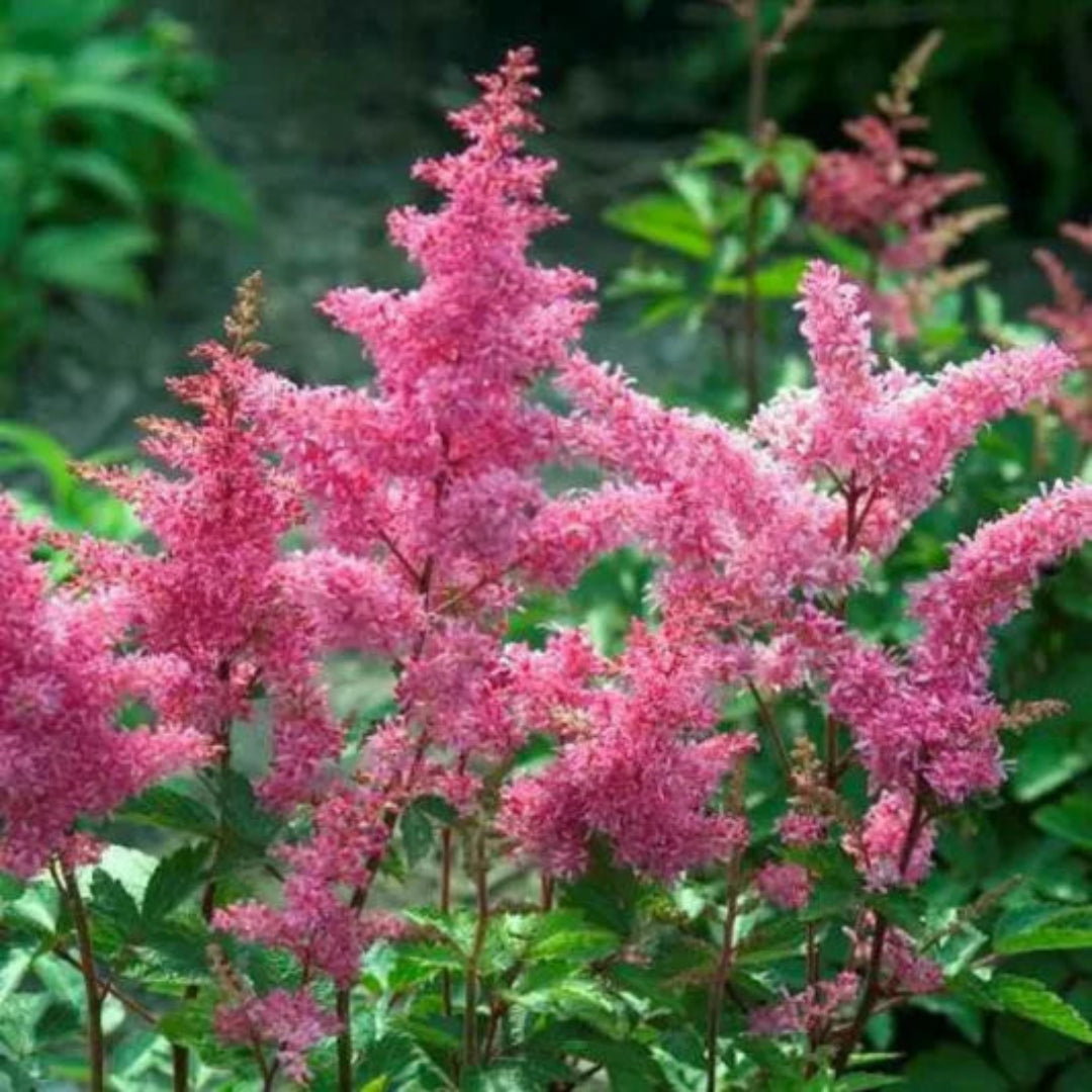 Astilbe Rheinland japonica hybrid foliage