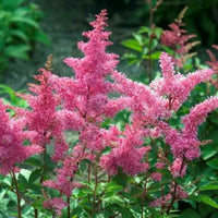 Astilbe Rheinland japonica hybrid foliage