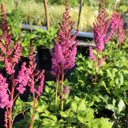 Astilbe chinensis &