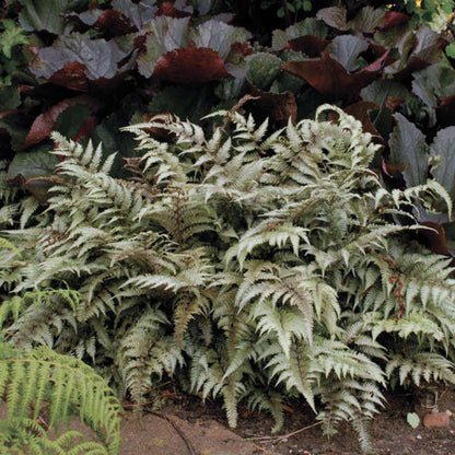 Athyrium niponicum &