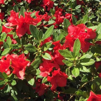 Autumn Sunset Encore Azalea