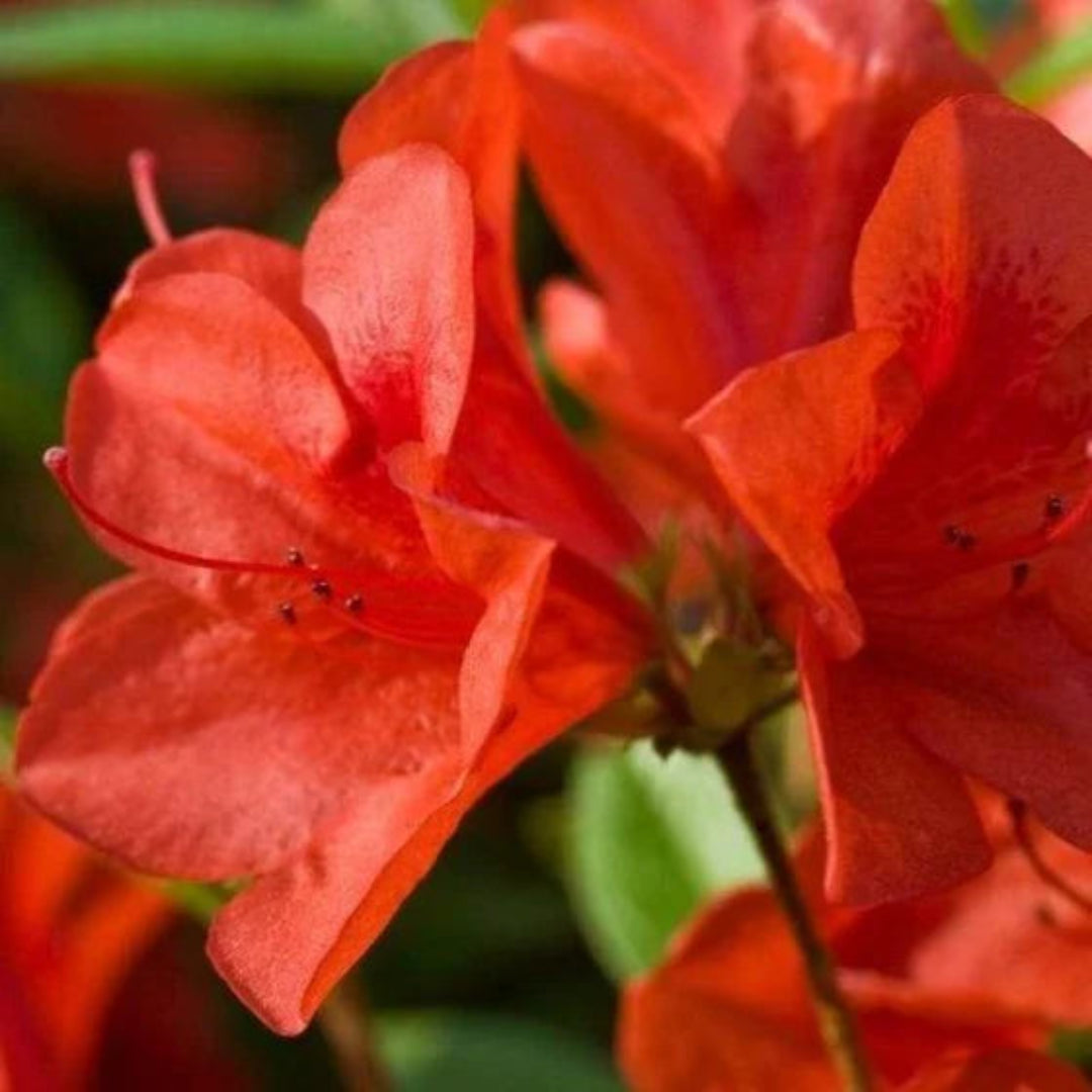 Bravo Autumn  Encore Azalea