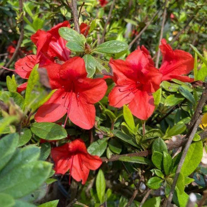 Bravo Autumn  Encore Azalea