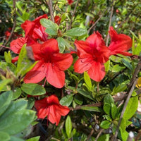 Bravo Autumn  Encore Azalea