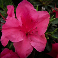 Autumn Carnival Encore Azalea