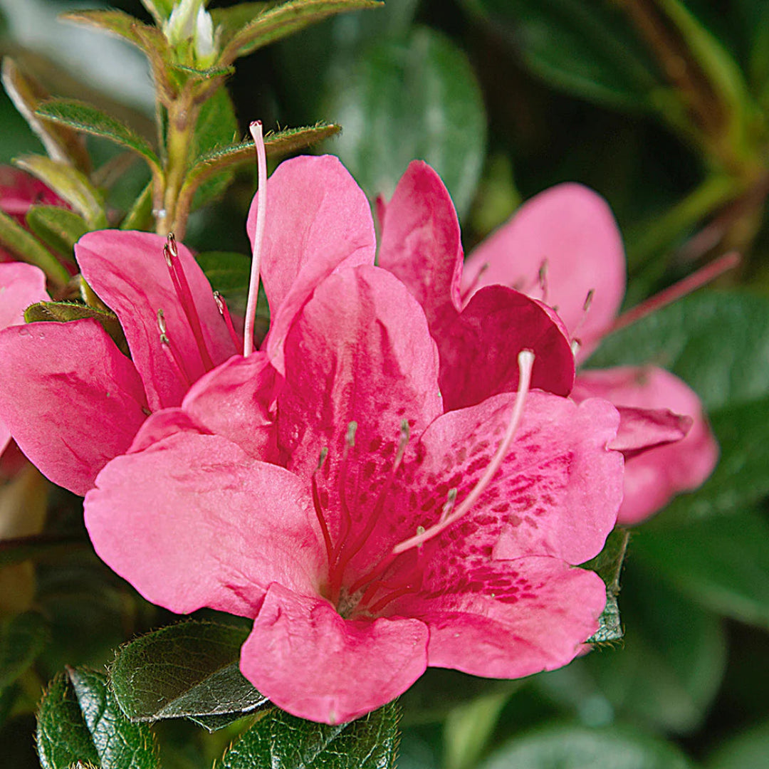 Autumn Cheer Encore Azalea
