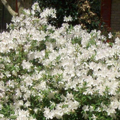 Autumn Ivory Encore Azalea