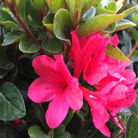Ruby Autumn Encore Azalea