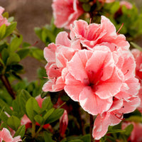 Azalea Encore Autumn Sunburst
