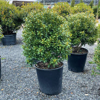 lnkberry-Shamrock Holly