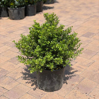 Hoogendorn Holly