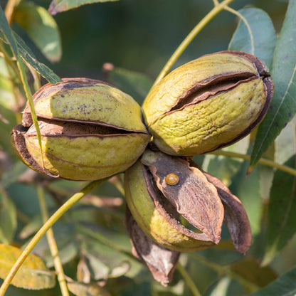 Elliot Pecan Tree a Small Nut,