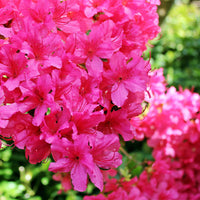 Autumn Jewel Encore Azalea