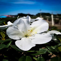 Autumn Ivory Encore Azalea