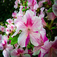 Encore Azalea Autumn Twist