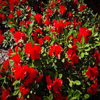 Bravo Autumn  Encore Azalea