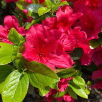Girard'S Crimson' Azalea