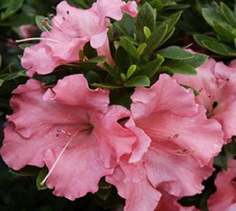 Bonsai Gumpo Pink Azalea  Indoor/Outdoor (Live Plant)