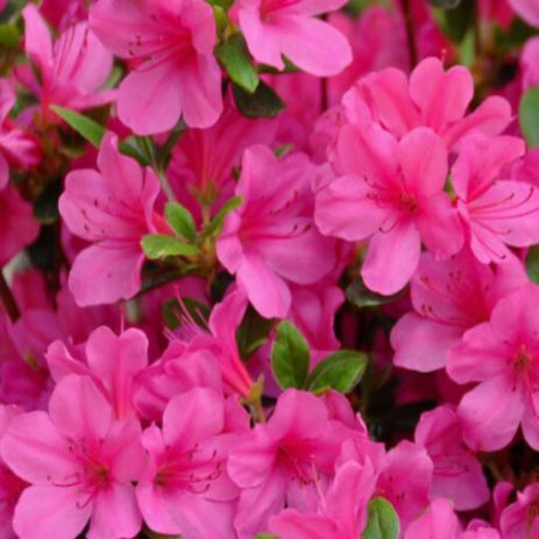 Judge Solomon Azalea