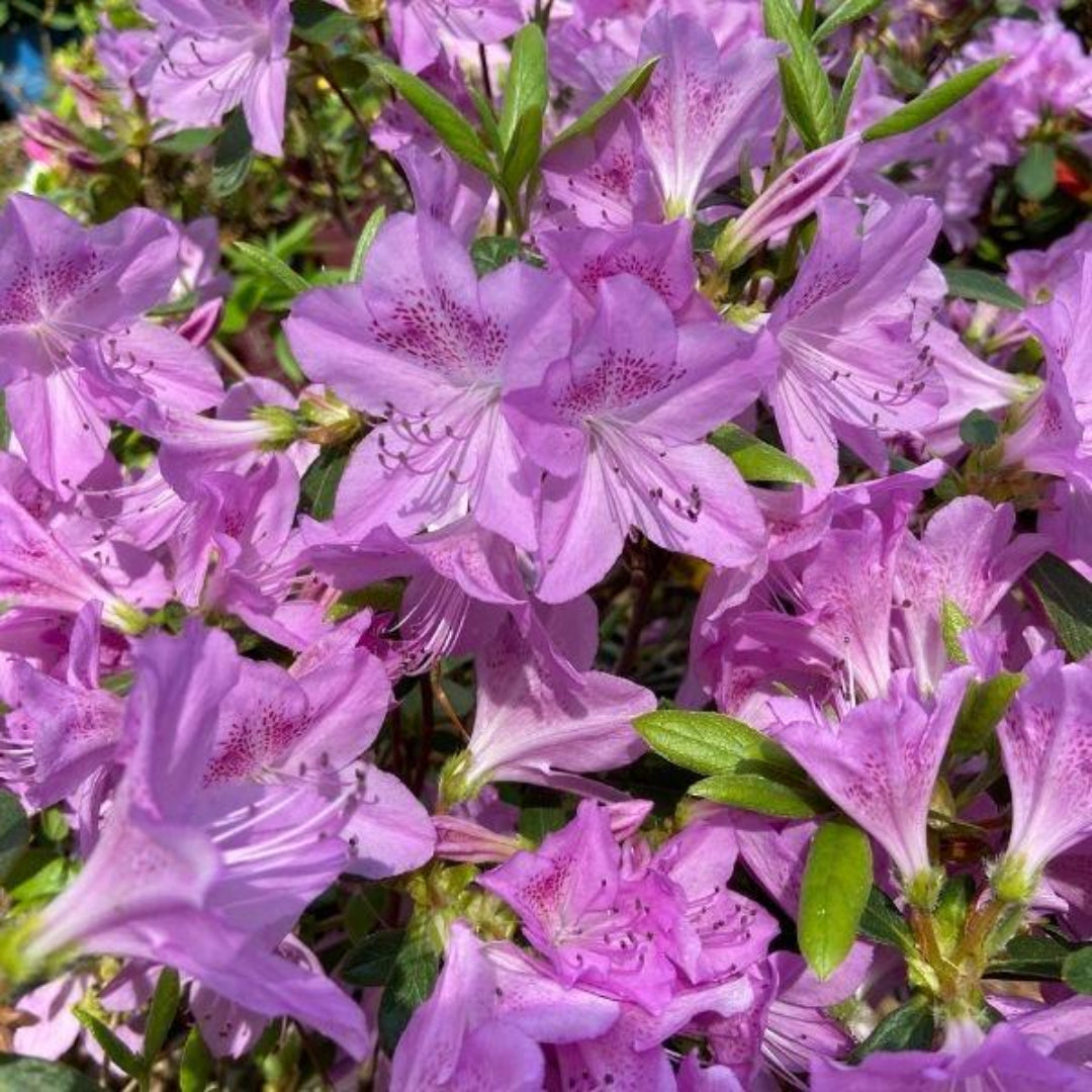 Mildred Mae-Hybrid Azalea, Delicate Lavender Flowers, Compact Evergreen Shrub