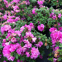 Perfecto Mundo Double Purple Reblooming Azalea