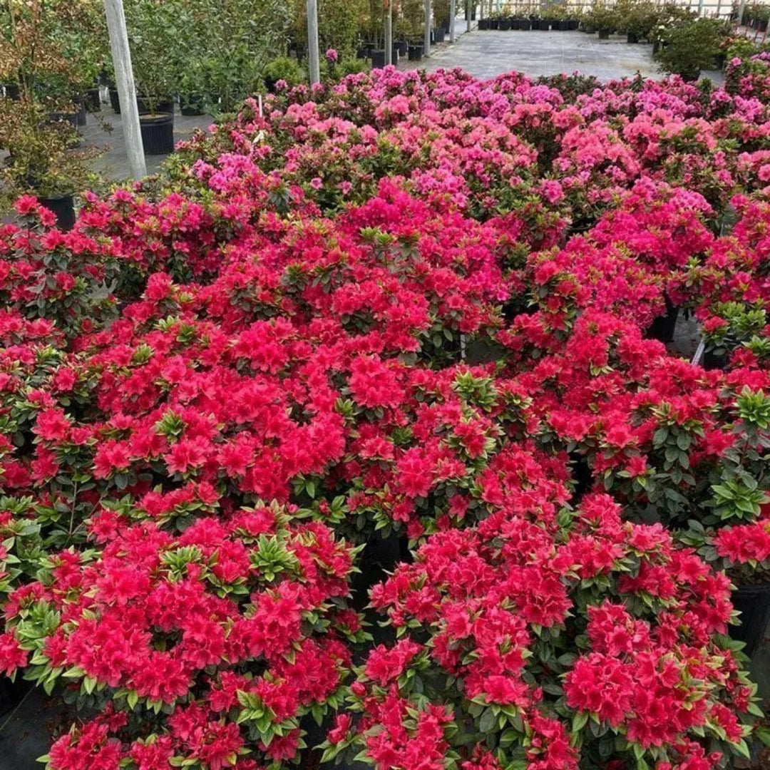 Autumn Fire Azalea plant showing full growth