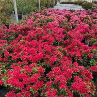 Autumn Fire Azalea plant showing full growth