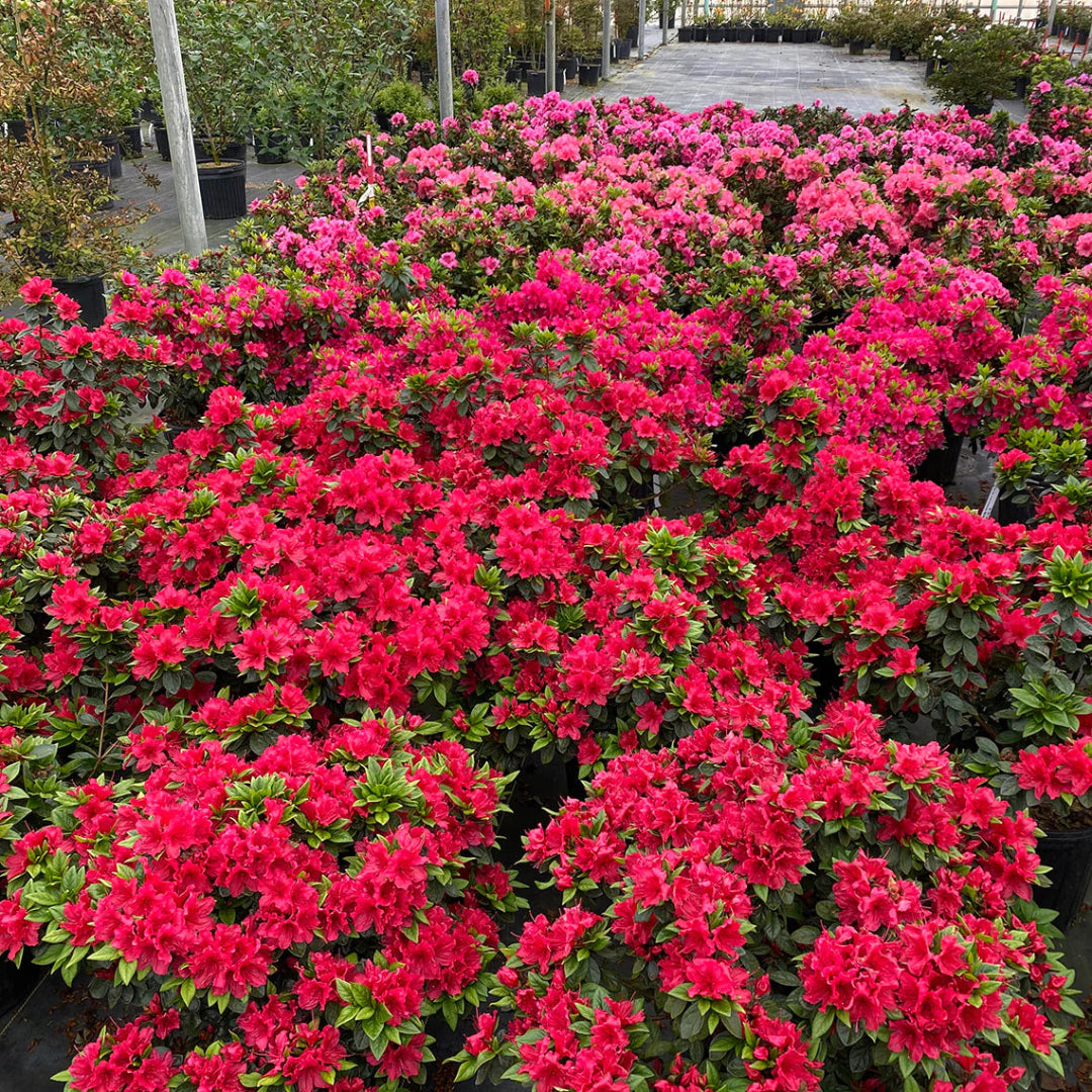 Perfecto Mundo Red Reblooming Azalea