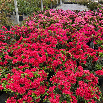 Perfecto Mundo Red Reblooming Azalea